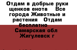 Отдам в добрые руки щенков енота. - Все города Животные и растения » Отдам бесплатно   . Самарская обл.,Жигулевск г.